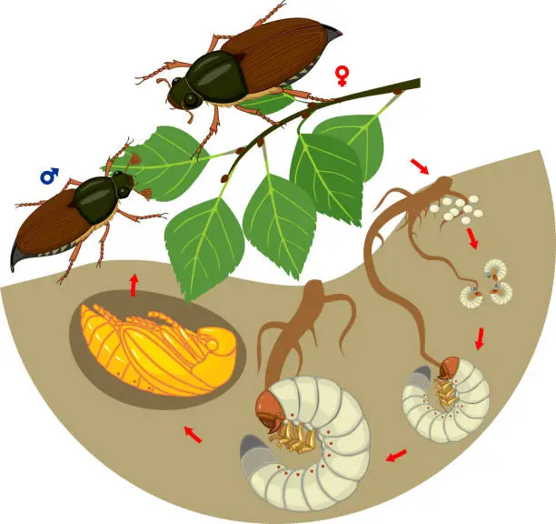 Vector illustration of Life cycle of cockchafer. Sequence of stages of development of cockchafer (Melolontha melolontha) from egg to adult beetle