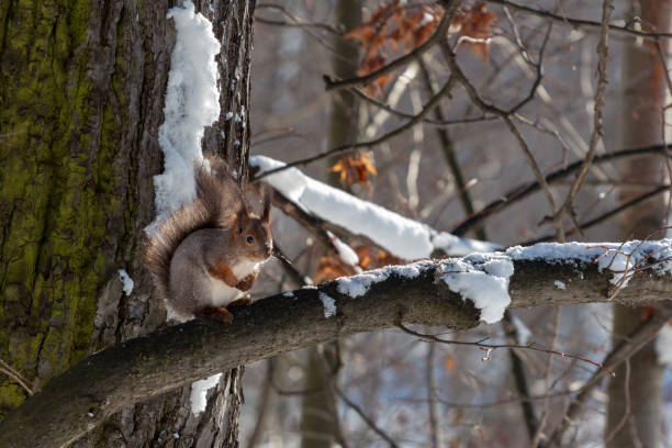 istock squirrel in winter park looking for food 1133741140
