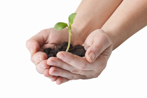 istock Hands holding small green plant. 1133741359