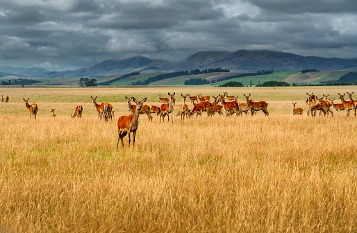 A large group of wild reindeer, mountains and cloudy sky on the background. South Island of New Zealand