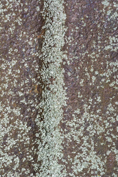 Rusty metal plate with lichen. Rusty rough metal Old slate covered with moss and mold