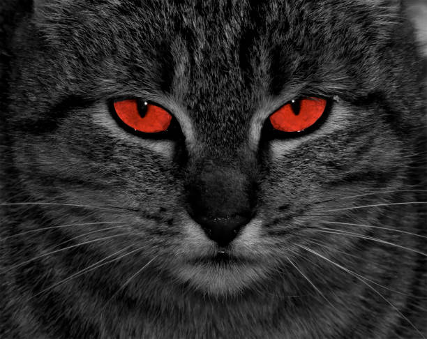 Cat with red eyes. Angry eyes. Cat look at camera Portrait of cat with red eyes