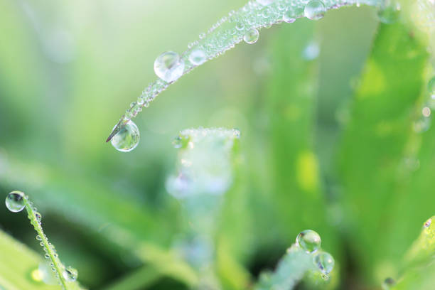 istock Beautiful nature background with dew and water drops on grass. 1133743756