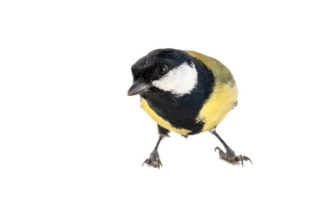 istock Great tit, Parus major, isolated on white background. Male. 1133744205
