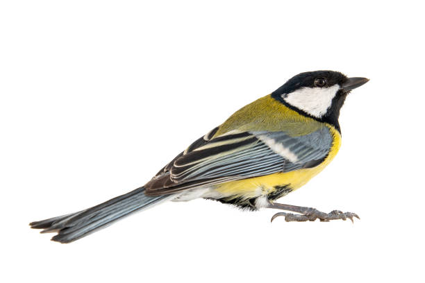 istock Great tit, Parus major, isolated on white background. Female. 1133744210
