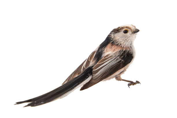Long-tailed tit, Aegithalos caudatus, isolated on white background.