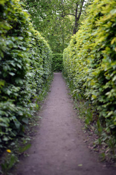istock Green bushes labyrinth, hedges maze. 1133746572