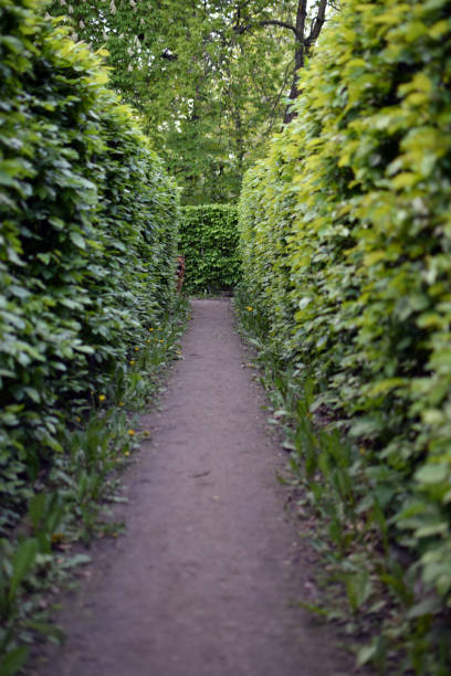 istock Dog hidden in bushes labyrinth, hedges maze. 1133746575