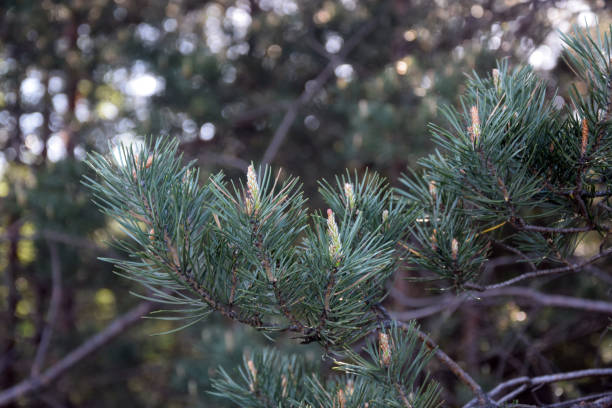 istock Green pine branches with needle leaves and buds. Spring, springtime. 1133747640