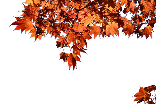 istock Corner branch isolated on white background, red autumn fall maple 1133747889