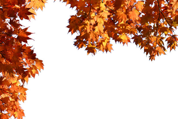 istock Corner branch isolated on white background, red autumn fall maple 1133747891