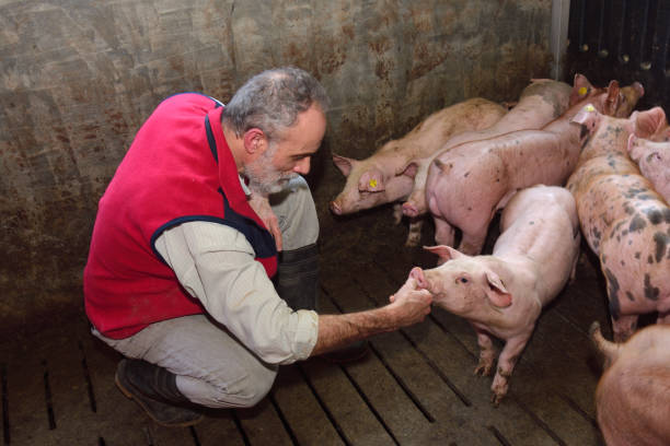 farma - farmer pig domestic pig farm zdjęcia i obrazy z banku zdjęć