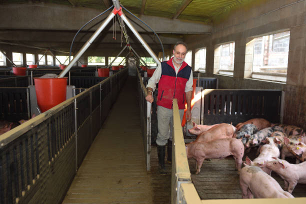 gospodarstwa - farmer pig domestic pig farm zdjęcia i obrazy z banku zdjęć