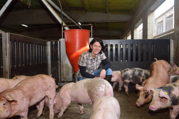 farma - farmer pig domestic pig farm zdjęcia i obrazy z banku zdjęć