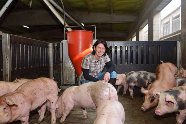 farm - domestic pig imagens e fotografias de stock