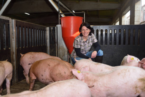 фермы - farmer pig domestic pig farm стоковые фото и изображения