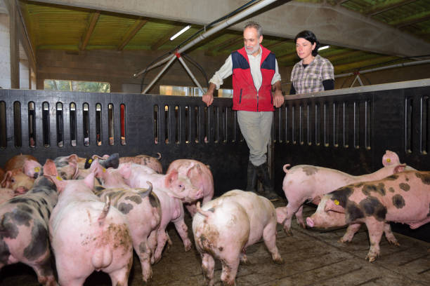 фермы - farmer pig domestic pig farm стоковые фото и изображения