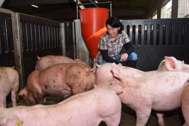 ферма - farmer pig domestic pig farm стоковые фото и изображения