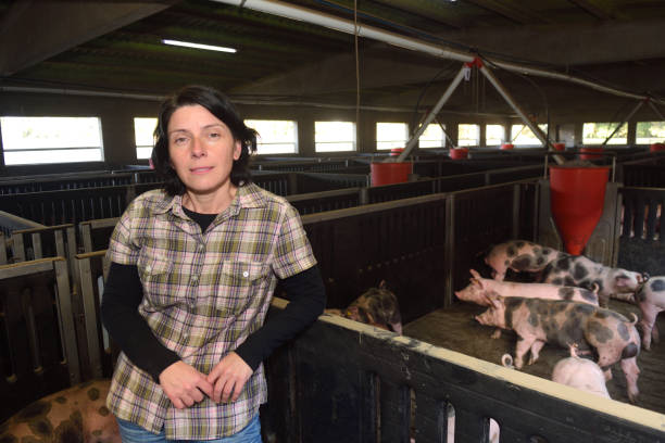 gospodarstwa - farmer pig domestic pig farm zdjęcia i obrazy z banku zdjęć