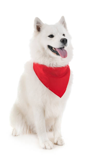 cão do samoyed - bandana - fotografias e filmes do acervo