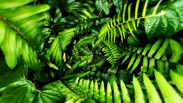 istock Vertical garden with tropical green leaf, contrast 1133749403