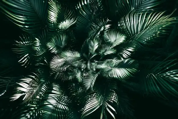 Photo of Vertical garden with tropical green leaf, Dark tone