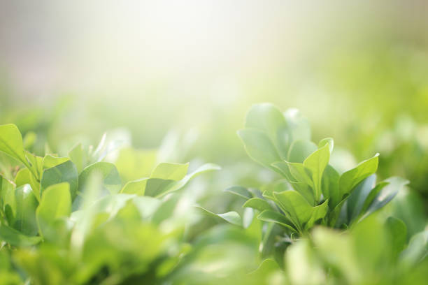 istock Nature background with green leaf in summer or spring. 1133750595