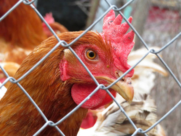istock Chicken on the farm, view through the wire mesh 1133751083