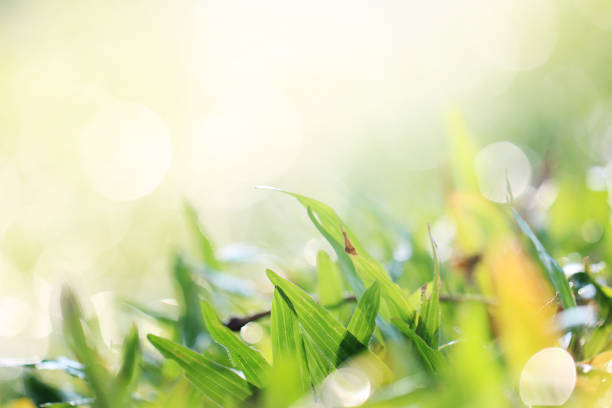 istock Nature background with green grass in summer or spring. 1133751911