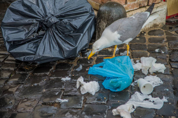 istock A seagull on the streets of Rome. 1133752088