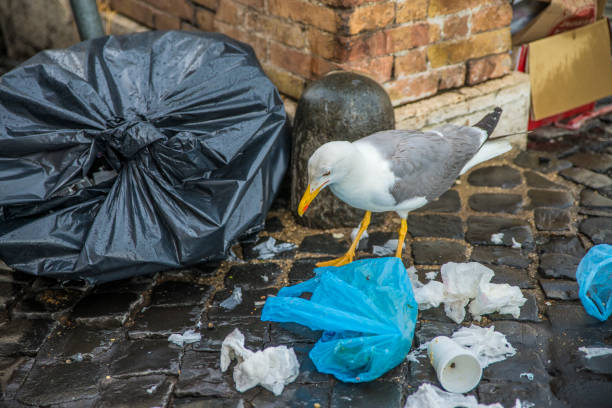 A seagull on the streets of Rome. A seagull digs in a garbage bag.