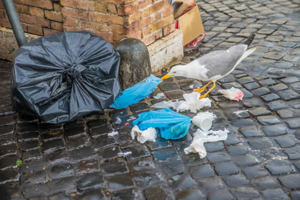 istock A seagull on the streets of Rome. 1133752108