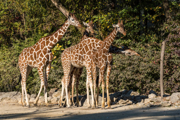 istock The giraffe, Giraffa camelopardalis is an African mammal 1133753039