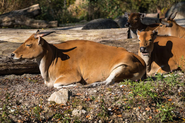 istock Banteng, Bos javanicus or Red Bull is a type of wild cattle. 1133753155