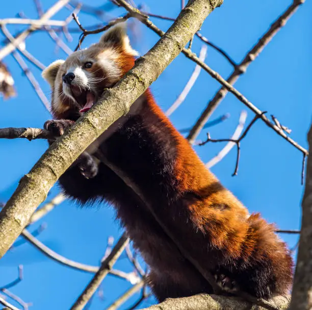 The red panda, Ailurus fulgens, also called the lesser panda and the red cat-bear.