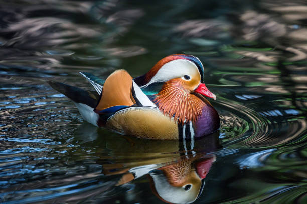 istock Beautiful Mandarin Ducks swim in the marsh. 1133754427