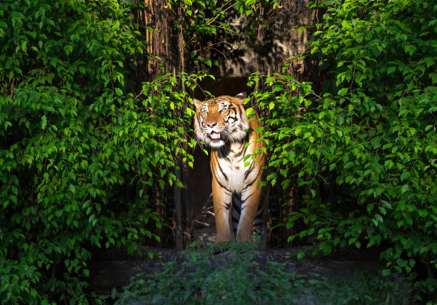 istock Asian tiger resting in natural forest. 1133754569