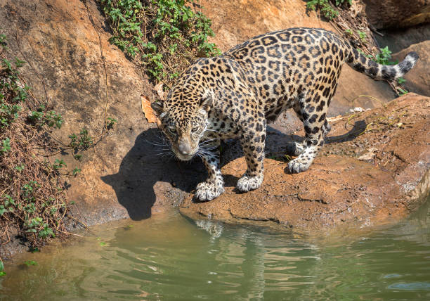 istock Jaguar is resting in the wild. 1133754642