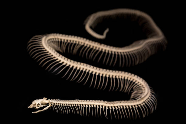 istock Skeleton of a snake on a black background. 1133754722