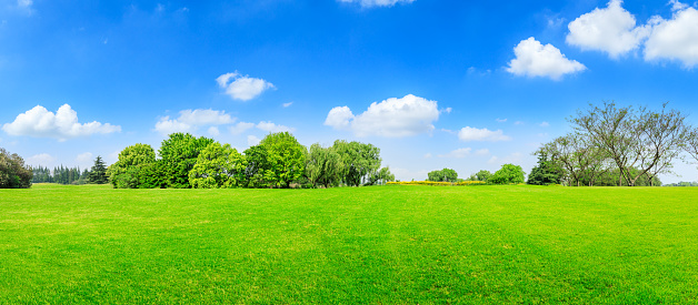 Green grass and forest in summer season