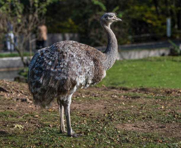 istock Darwin's rhea, Rhea pennata also known as the lesser rhea. 1133756913