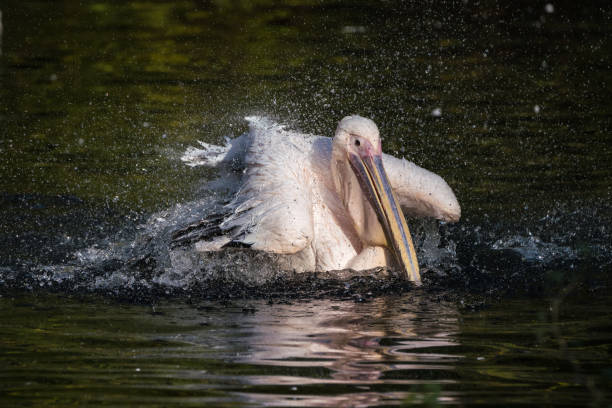istock Great White Pelican, Pelecanus onocrotalus in the zoo 1133757058