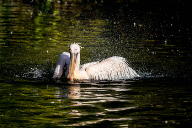 istock Great White Pelican, Pelecanus onocrotalus in the zoo 1133757182