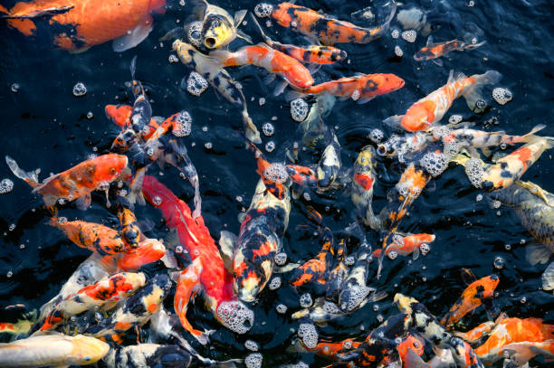 istock Colorful Koi fish swimming in pond 1133757263