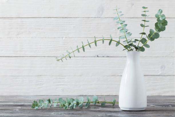 istock eucalyptus twigs in  vase on white background 1133757307