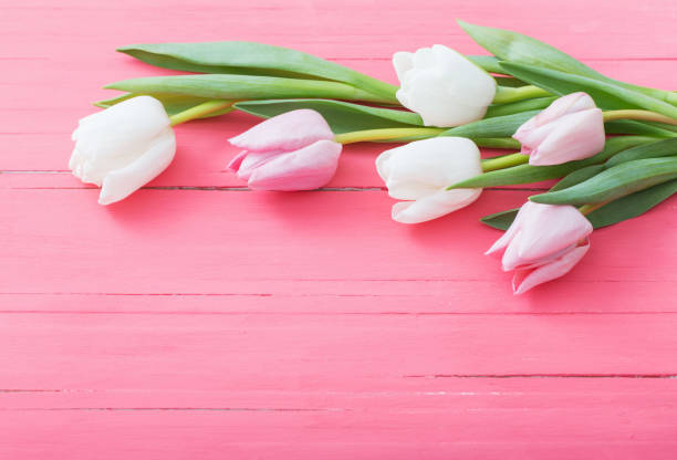 istock tulips flowers on pink wooden background 1133757316