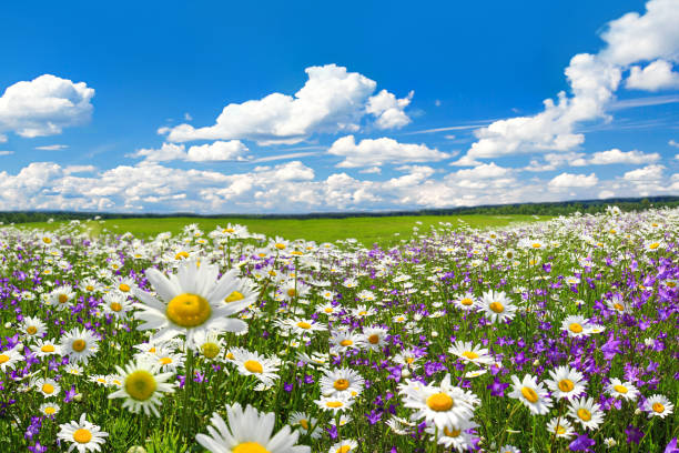 spring landscape with flowering flowers on meadow spring landscape with flowering flowers on meadow. white chamomile and purple bluebells blossom on field. summer view of blooming wild flowers in meadow marguerite daisy stock pictures, royalty-free photos & images