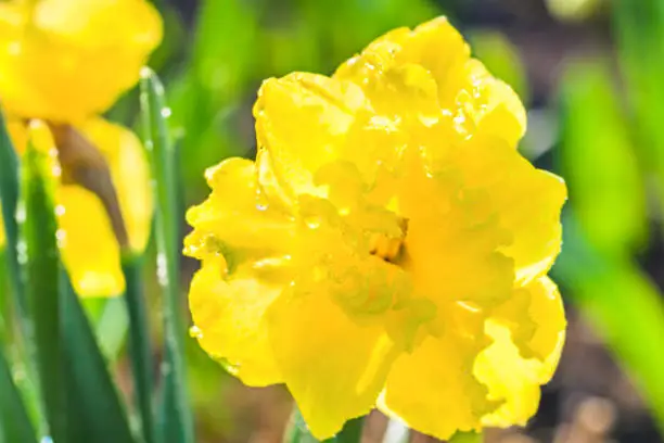 spring flowers daffodils blossomed in garden. white narcissus flowering on flower bed