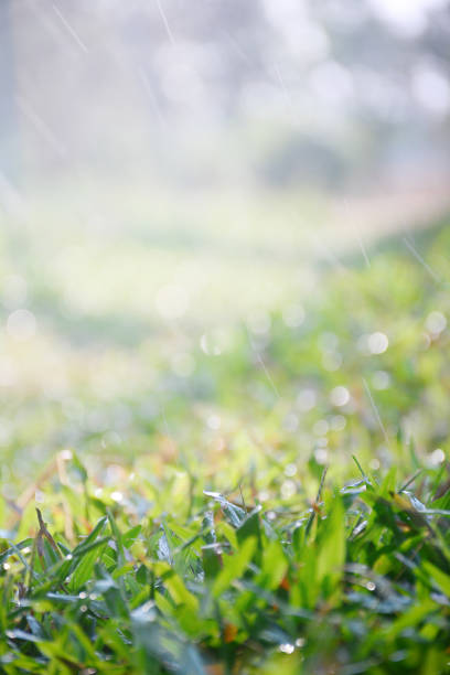 Lawn grass under water drops with sunlight.. Close up shot with selective focus and beautiful natural bokeh.