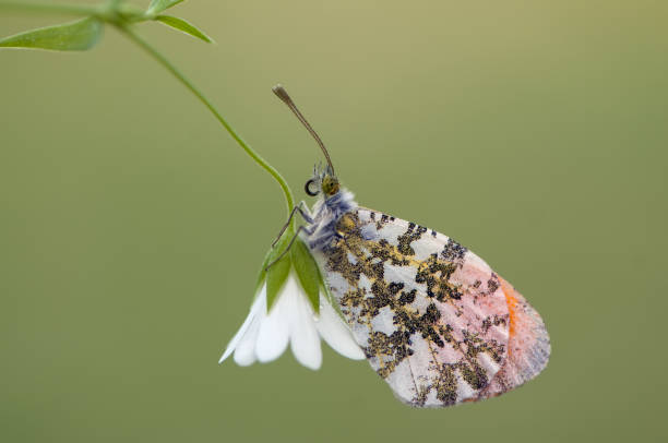 istock butterfly  gathers nectar on a forest flower in the morning 1133760497